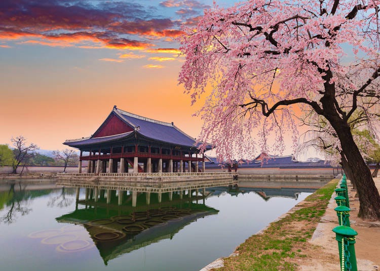 Visiting Japan in April? Take Photos You Won’t Believe are Real!