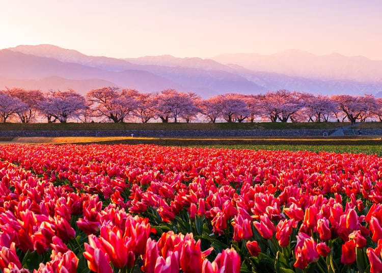 'Spring Quartet' farm in Asahi, Toyama (Photo: PIXTA)