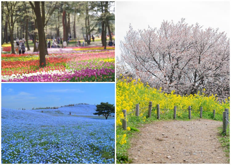 Clockwise from top left: Colorful tulip fields in full bloom; vibrant rapeseed blossoms; a field of nemophila at Hitachi Seaside Park. (Photos: PIXTA)