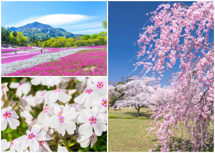 Clockwise from top left: Shibazakura (moss phlox) and Mt. Buko at Hitsujiyama Park in Chichibu, Saitama; weeping cherry trees in full bloom at the famous Hitsujiyama Park; vibrant shibazakura in Chichibu, including the “Amazing Grace” variety. (Photos: PIXTA)