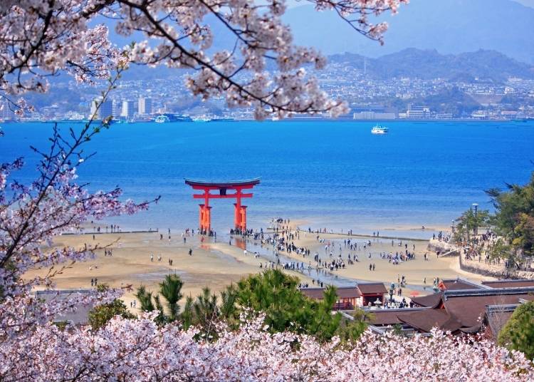 Cherry blossoms and the famous "floating" torii gate at Miyajima (Photo: PIXTA)