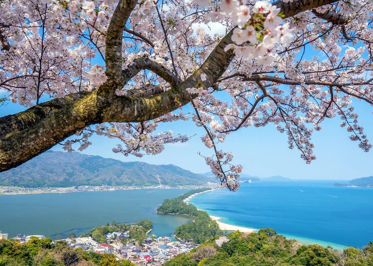 Amanohashidate, one of Japan’s Three Scenic Views, with cherry blossoms in full bloom. (Photo: PIXTA)