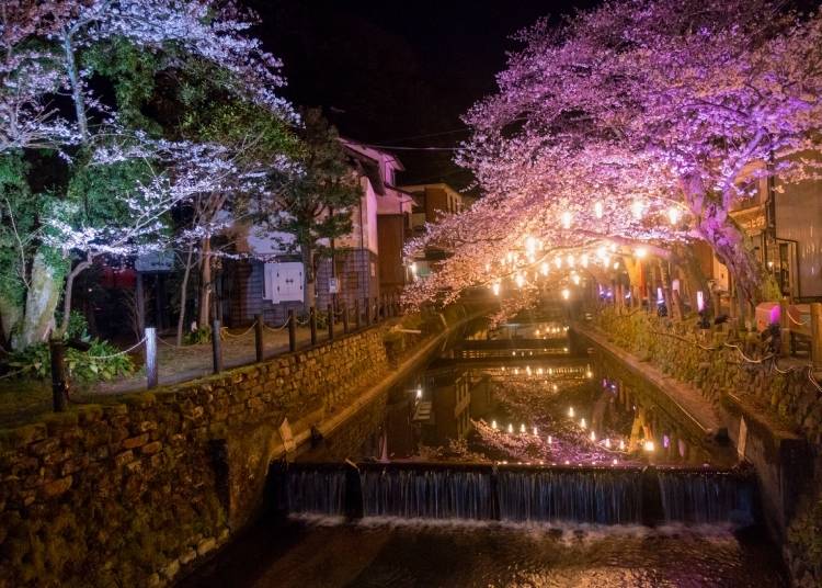 Nighttime cherry blossom illumination at Kinosaki Onsen. (Photo: PIXTA)