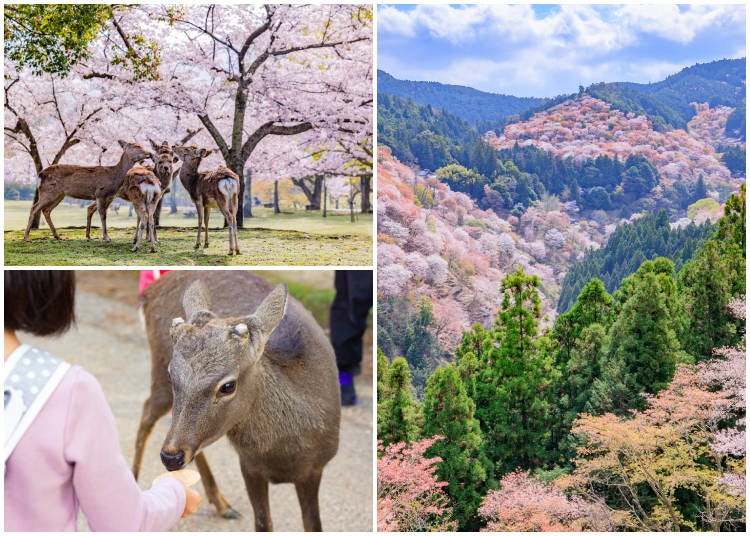 Clockwise from top left: Cherry blossoms in full bloom with deer at Nara Park; early morning view of Mt. Yoshino, a UNESCO World Heritage site, during peak cherry blossom season; a young girl feeding deer with special senbei crackers. (Photos: PIXTA)