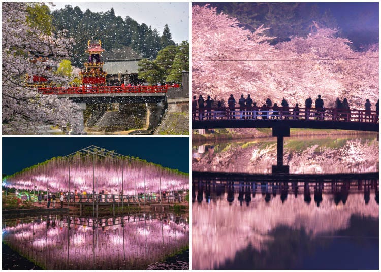 Clockwise from top left: Floats crossing Nakabashi Bridge under full-bloom cherry blossoms at the Spring Takayama Festival, with petals dancing in the wind (Gifu); cherry blossoms along the Nishibori and Shunyo Bridge at Hirosaki Park (Aomori); wisteria in bloom at Ashikaga Flower Park (Tochigi). (Photos: PIXTA)