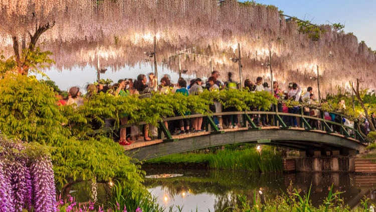 Visiting Japan in May: The Ultimate Guide for First-Time Travelers