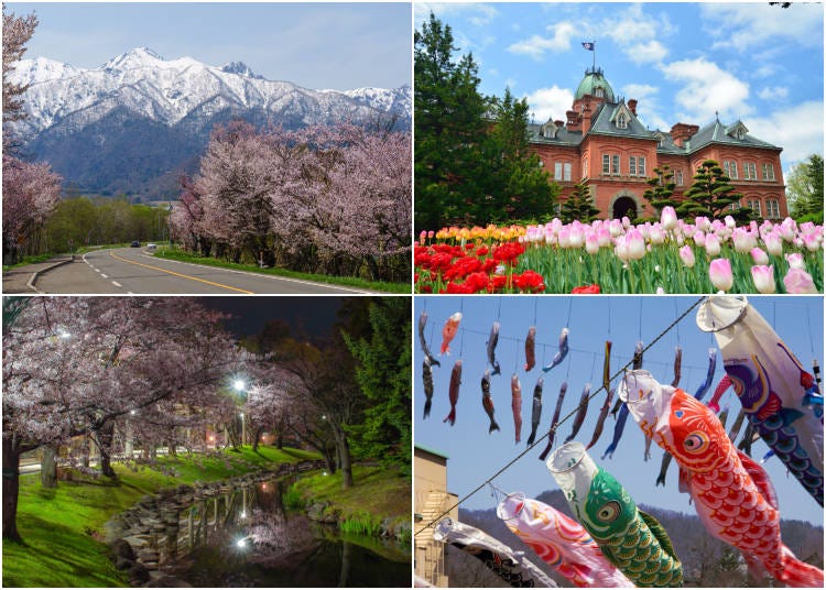 (Clockwise from top left: Sakura at The University of Tokyo’s Botanical Forest in Hokkaido; Tulips by the Former Hokkaido Government Office; Colorful koinobori streamers; Nighttime cherry blossoms at Nakajima Park. Photos: PIXTA)