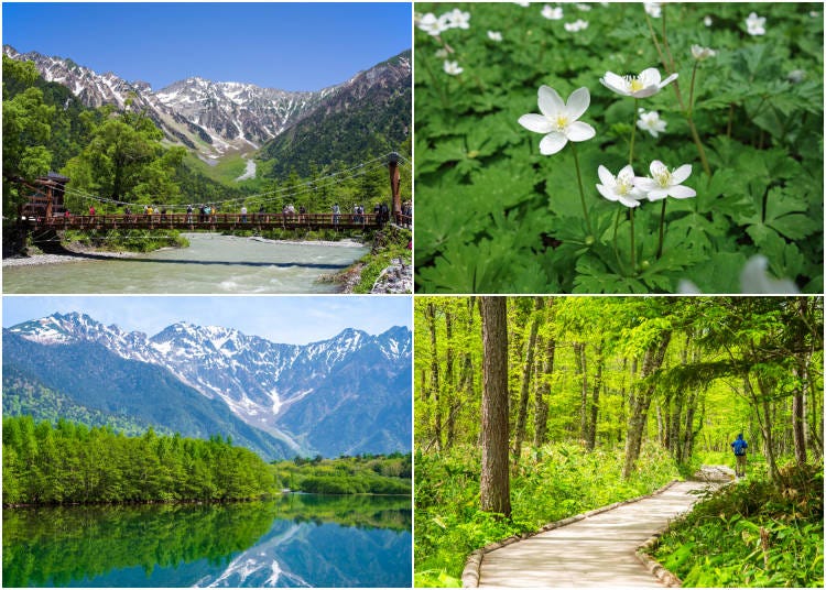 (Clockwise from top left: Fresh greenery and a stunning view of the Hotaka Mountains near Kappa Bridge; Nirinsō flowers blooming in Kamikochi; Lush walking trails through Kamikochi’s spring foliage; Taisho Pond with the Hotaka Mountain Range in vibrant green. Photos: PIXTA)
