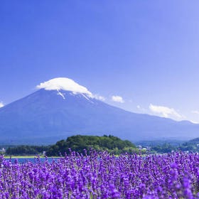 One-Day Tour to Mount Fuji from Tokyo
Details & Bookings ▶
(Image/tour provider: Klook)