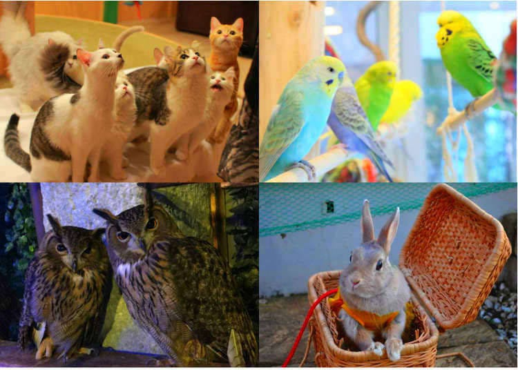 28. Pet Cuddly Pets at Animal Cafes