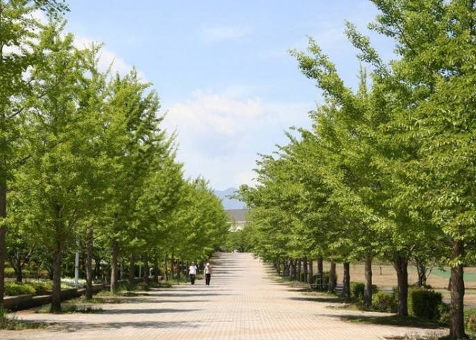 東京近郊就能看雲海 前往能量景點 秩父推薦觀光玩法 能喝到當地精釀酒的餐廳10選 Live Japan 日本旅遊 文化體驗導覽