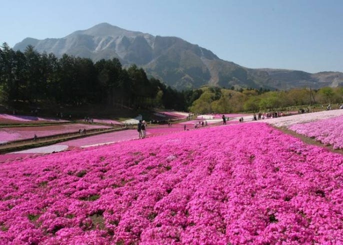 live japan