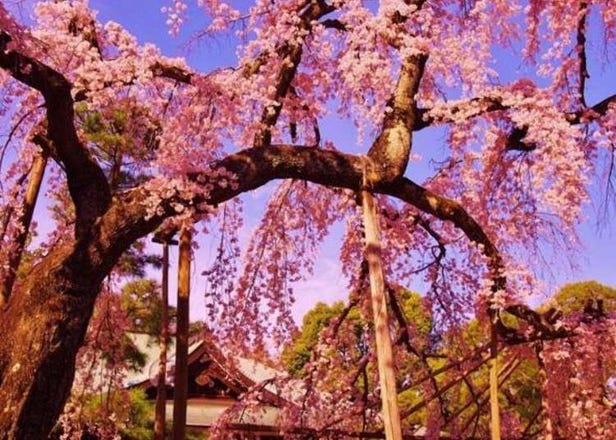 In Full Bloom! A Cherry Blossom Paradise in Matsudo