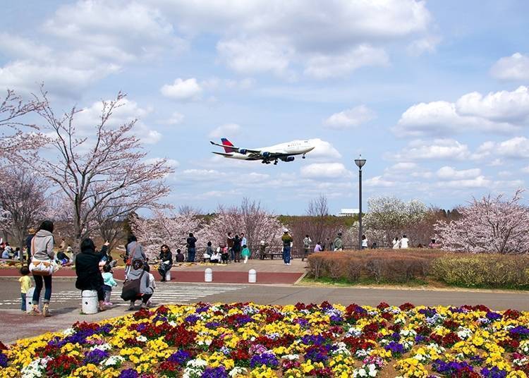 ④핑크빛 벚꽃과 비행기가 연출하는 절경 ‘나리타시 사쿠라노야마’