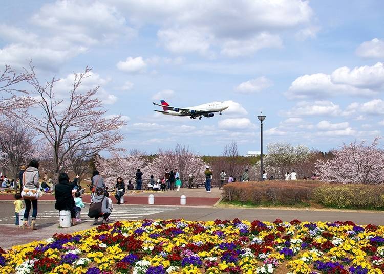 ④欣賞粉櫻與飛機共譜壯麗美景「成田市櫻山公園」