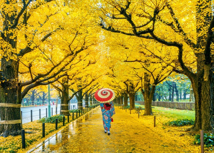Tokyo in November Top 10 Things To Do and See Around the City! LIVE