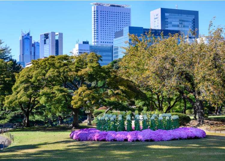 Chrysanthemums are gorgeous in Tokyo in November