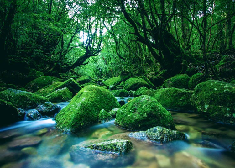 12. Yakushima