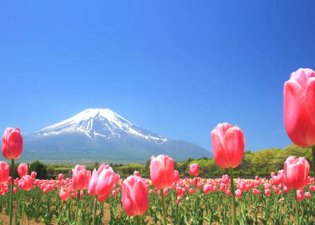 Visit Japan While You're Stuck Home: 5 Breathtaking Places For Your Bucket List!