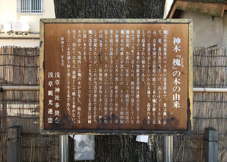ご神木である「槐（えんじゅ）」は、浅草神社の起源に由来するそう