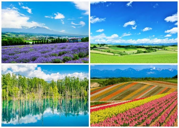 (Clockwise from top left: Lavender fields with Mt. Tokachi; clear summer skies over the landscapes of Biei; Shikisai-no-Oka in July; Shirogane Blue Pond on a summer day in Biei, Hokkaido. Photos: PIXTA)