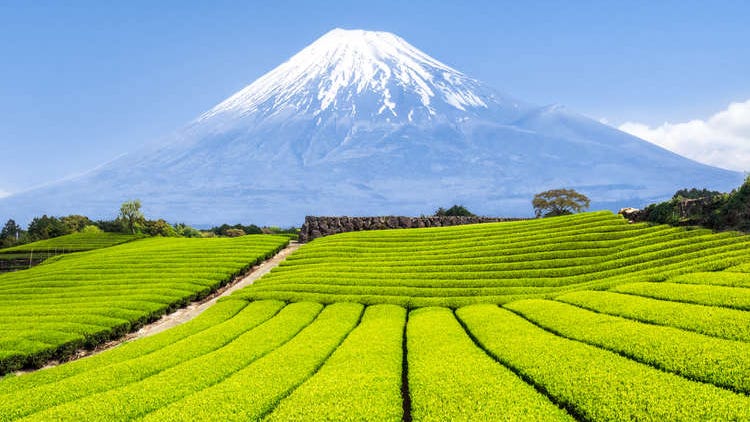 Visiting Japan in August: Where to Go, What to Do, the Weather & More