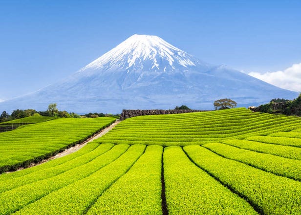 Complete Guide to Visiting Japan in August 2024: Weather, What to See & Do