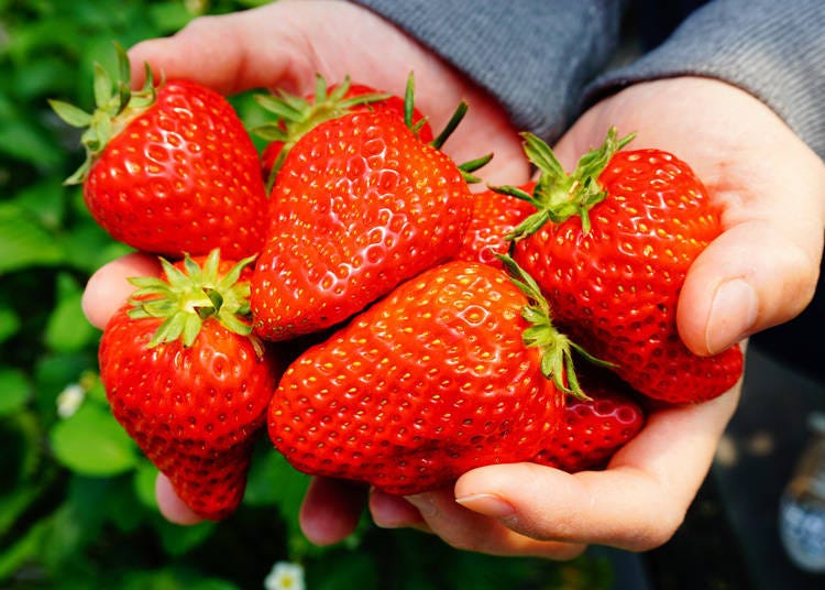 Picking strawberries in Shizuoka! I want to enjoy Japanese fruits!