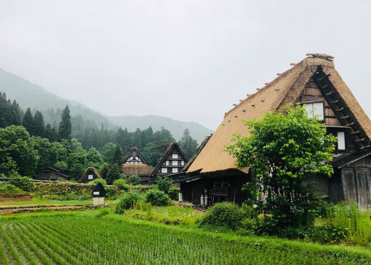 Enjoy a stroll around Ogimachi Gassho-Zukuri Village