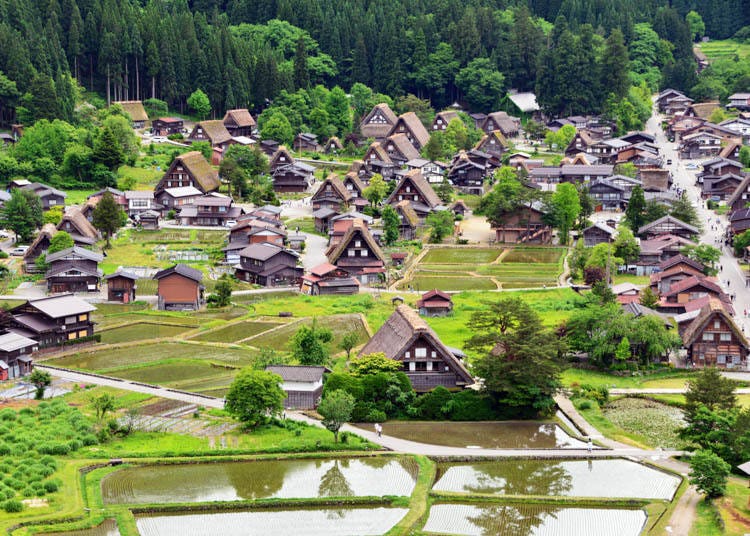 Caption: Rice paddies in spring (Photo credit: Gifu Shirakawa Town Hall)