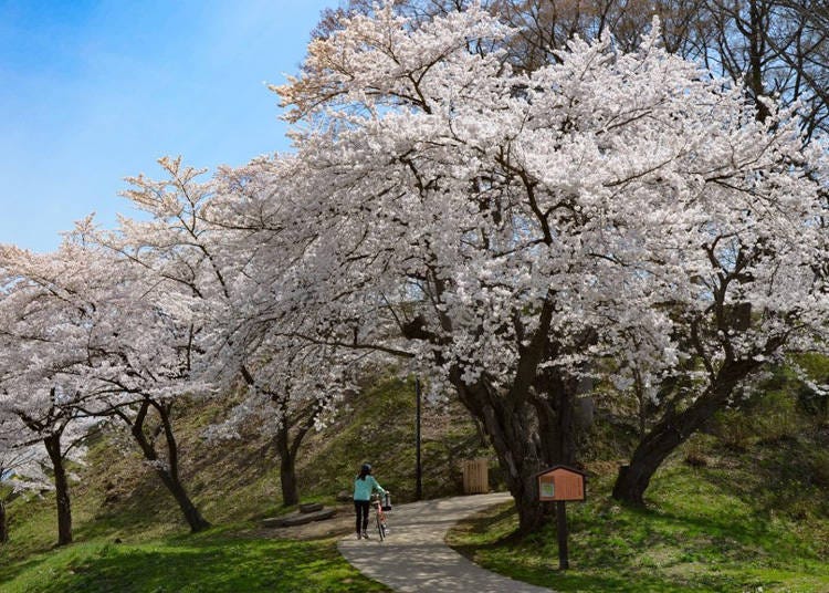 5. Iiyama Castle Ruins Park: Springtime is gorgeous, refreshing and mild
