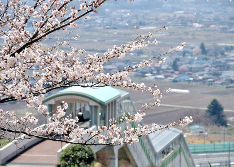 1.桜を愛でながら温浴施設や森林セラピーも楽しめる「平尾山公園」