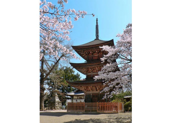 中部地方の花見スポットおすすめ10選 絶景の名所を見に行こう Live Japan 日本の旅行 観光 体験ガイド