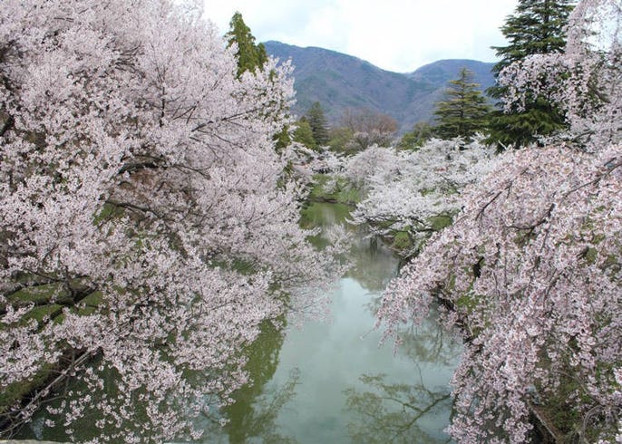 日本中部地区赏樱花景点11选 兼六园 金泽城 松本城 Live Japan 日本的旅行 旅游 体验向导
