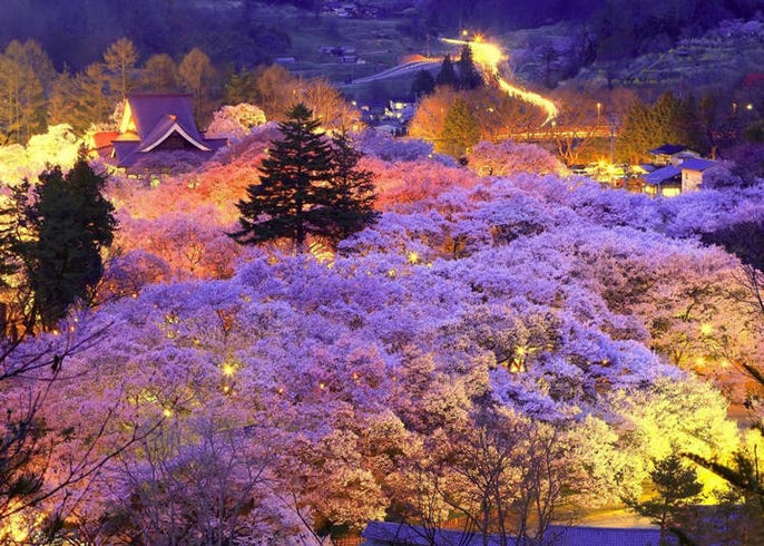 日本中部地区赏樱花景点11选 兼六园 金泽城 松本城 Live Japan 日本的旅行 旅游 体验向导