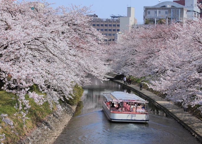 日本中部地区赏樱花景点11选 兼六园 金泽城 松本城 Live Japan 日本的旅行 旅游 体验向导