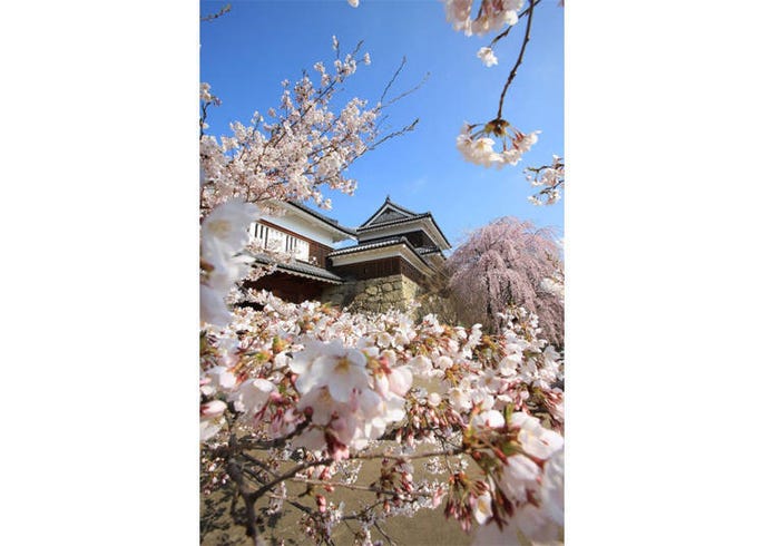 22日本中部地區賞櫻花景點11選 兼六園 金澤城 松本城 Live Japan 日本旅遊 文化體驗導覽