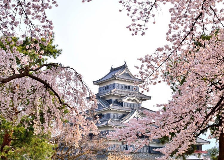 日本中部櫻花景點③在夜櫻襯托下更顯巍麗的國寶城郭－「松本城」