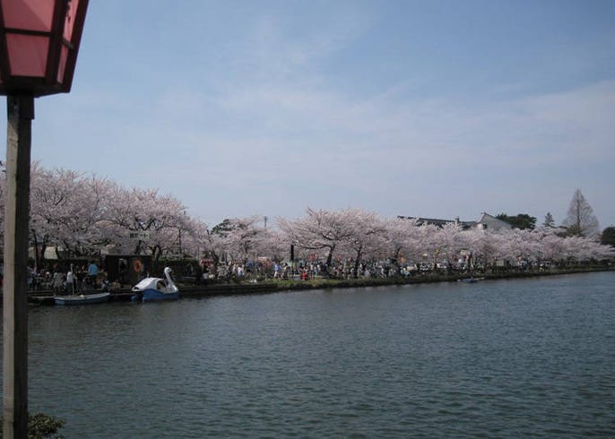 22日本中部地區賞櫻花景點11選 兼六園 金澤城 松本城 Live Japan 日本旅遊 文化體驗導覽