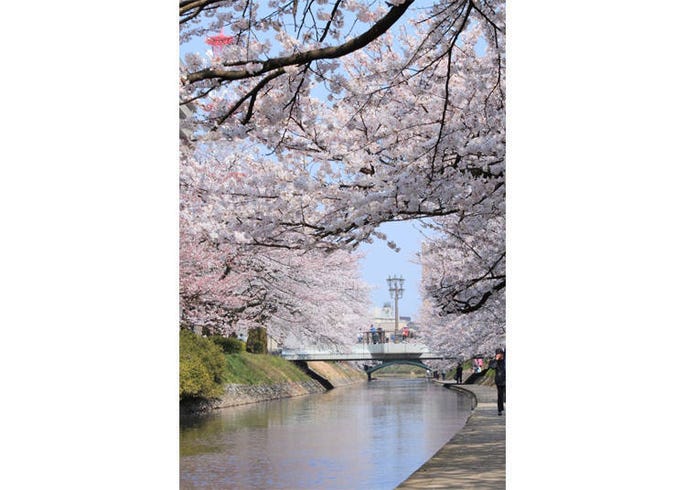 22日本中部地區賞櫻花景點11選 兼六園 金澤城 松本城 Live Japan 日本旅遊 文化體驗導覽