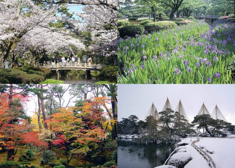 春は桜、夏は緑の木々、秋は紅葉、冬は雪景色と雪吊りなど……。金沢ならではの四季折々の美しい表情を楽しめます