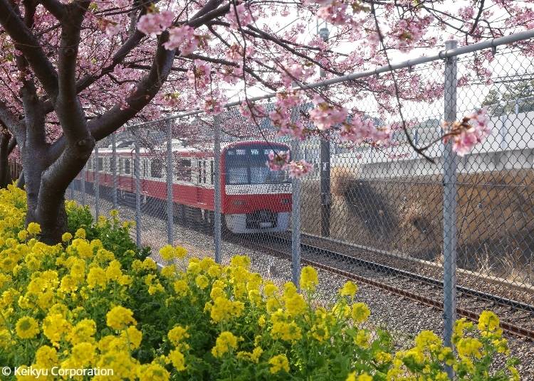 1000 series train in mid-February between Miura Kaigan Station and Misakiguchi Station. Copyright: © Keikyu Corporation