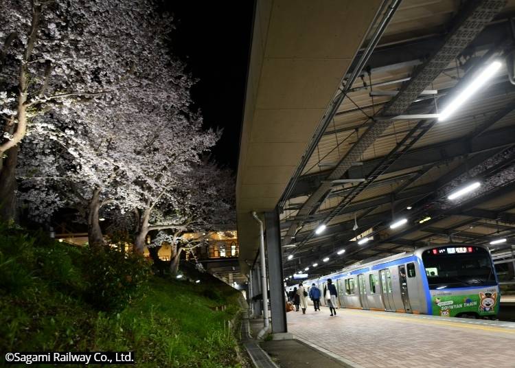 11000 Series train (Sounyan Train) at Yayoidai Station (Izumino Line). Copyright: ©Sagami Railway Co., Ltd.