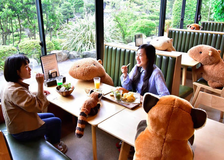 伊豆仙人掌動物公園—「森林動物餐廳GIBBONTEI（ギボン亭）」，讓布偶代替隔板維持客人之間的距離，可愛的水豚及熊貓娃娃讓人邊防疫也不覺得冷漠生硬。