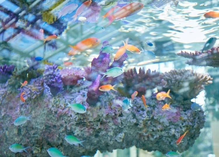 Tropical fish swimming in one of two colorful aquariums at Hana-Biyori. Photo courtesy of Yomiuriland.