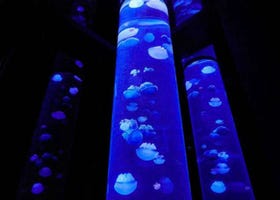 精神科醫生說「水母」可幫助消除壓力？池袋太陽城陽光水族館「水母展區」全新開幕！