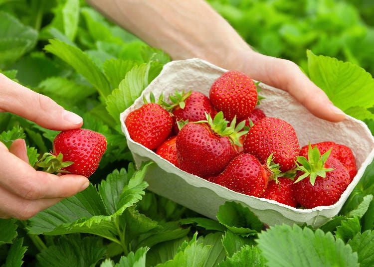 Fruit picking where you can keep eating the same fruit - this is amazing!