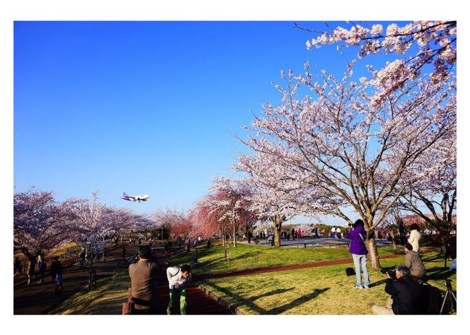 日本人最愛的展望台 公園排行榜 Tripadvisor貓途鷹最新發表 Live Japan 日本旅遊 文化體驗導覽