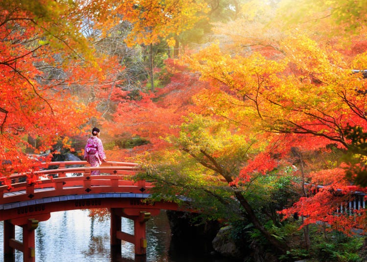 The beauty of Japan's fall leaves is impressive!