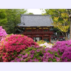 Nezu Shrine